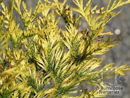 Attēlu rezultāti vaicājumam “Thuja plicata”