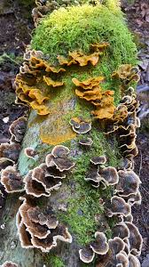 Attēlu rezultāti vaicājumam “Badhamia utricularis stalked”