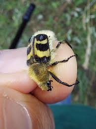 Attēlu rezultāti vaicājumam “Trichius fasciatus imago”