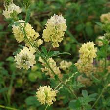 Attēlu rezultāti vaicājumam “Medicago x varia”