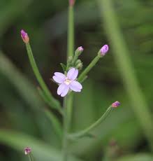 Attēlu rezultāti vaicājumam “Epilobium parviflorum”