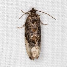 Attēlu rezultāti vaicājumam “Hedya nubiferana”