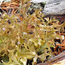 Attēlu rezultāti vaicājumam “Cetraria islandica”
