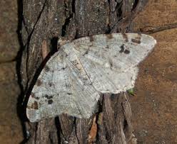 Attēlu rezultāti vaicājumam “Macaria signaria”