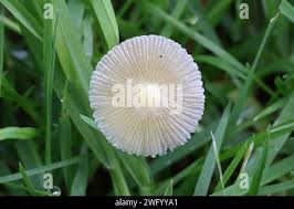 Attēlu rezultāti vaicājumam “Bolbitius vitellinus”