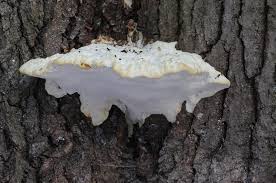 Attēlu rezultāti vaicājumam “Aurantiporus fissilis”