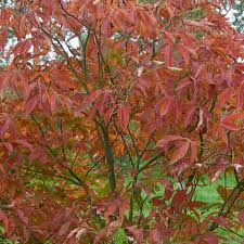 Attēlu rezultāti vaicājumam “Aesculus x neglecta”