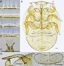 Attēlu rezultāti vaicājumam “Trioza dispar nymph”