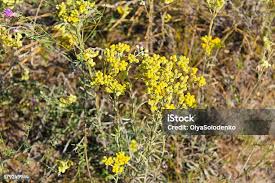 Attēlu rezultāti vaicājumam “Helichrysum arenarium bud”