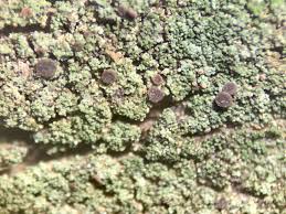 Attēlu rezultāti vaicājumam “Hertelidea botryosa”