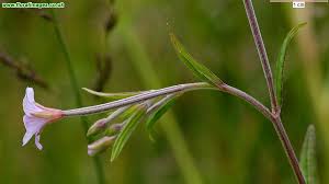 Attēlu rezultāti vaicājumam “Epilobium palustre”