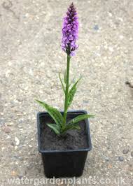 Attēlu rezultāti vaicājumam “Dactylorhiza”