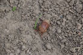 Attēlu rezultāti vaicājumam “Melolontha melolontha imago”