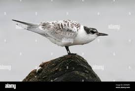 Attēlu rezultāti vaicājumam “Sterna sandvicensis”