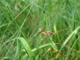 Attēlu rezultāti vaicājumam “Carex praecox”