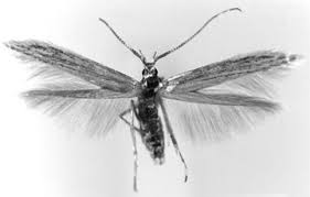 Attēlu rezultāti vaicājumam “Coleophoridae”