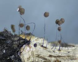 Attēlu rezultāti vaicājumam “Comatricha nigra spores”