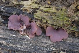 Attēlu rezultāti vaicājumam “Ascocoryne cylichnium”