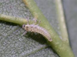 Attēlu rezultāti vaicājumam “Halyzia sedecimguttata”