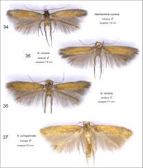 Attēlu rezultāti vaicājumam “Tischeriidae”