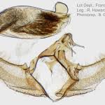 Attēlu rezultāti vaicājumam “Eupoecilia angustana”