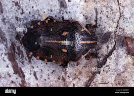 Attēlu rezultāti vaicājumam “Jalla dumosa”