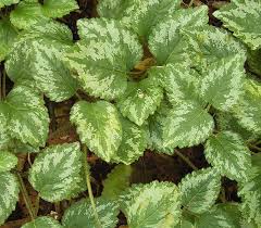 Attēlu rezultāti vaicājumam “Lamiastrum galeobdolon bud”