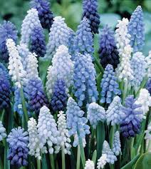 Attēlu rezultāti vaicājumam “Muscari armeniacum flower”