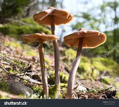 Attēlu rezultāti vaicājumam “Entoloma vernum”