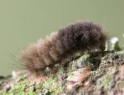 Attēlu rezultāti vaicājumam “Miltochrista miniata”