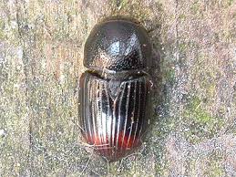 Attēlu rezultāti vaicājumam “Aphodius sp. imago”