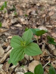 Attēlu rezultāti vaicājumam “Paris quadrifolia leaf”
