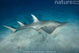 Image result for Rhynchobatus djiddensis