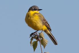 Attēlu rezultāti vaicājumam “Motacilla flava flava adult”