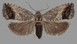 Attēlu rezultāti vaicājumam “Cydia splendana”