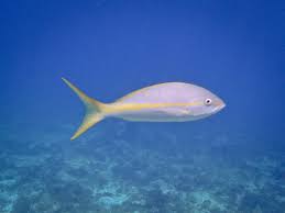 Image result for Ocyurus chrysurus