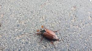 Attēlu rezultāti vaicājumam “Carabus arcensis”