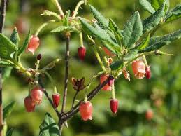 Attēlu rezultāti vaicājumam “Menziesia ferruginea”