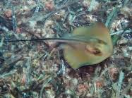 Image result for Dasyatis pastinaca