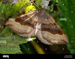 Attēlu rezultāti vaicājumam “Larentia clavaria”