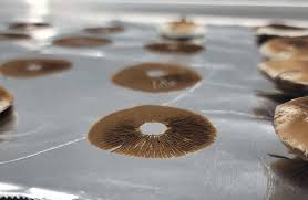 Attēlu rezultāti vaicājumam “Physarum obscurum spores”