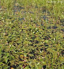 Attēlu rezultāti vaicājumam “Polygonum amphibium”