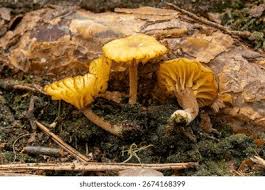 Attēlu rezultāti vaicājumam “Lichenomphalia umbellifera”