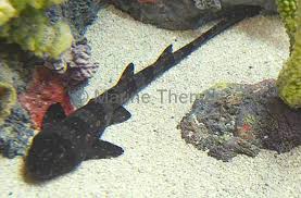 Image result for Haploblepharus pictus