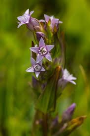 Attēlu rezultāti vaicājumam “Gentianella amarella”