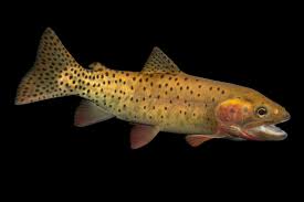 Image result for Oncorhynchus clarkii