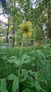 Attēlu rezultāti vaicājumam “Geum x intermedium”