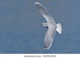 Attēlu rezultāti vaicājumam “Larus minutus adult”