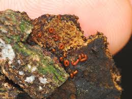 Attēlu rezultāti vaicājumam “Ophiotheca chrysosperma macro”