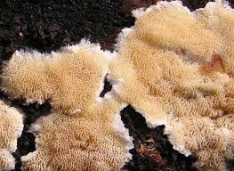 Attēlu rezultāti vaicājumam “Junghuhnia pseudozilingiana”